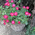 I Costanti